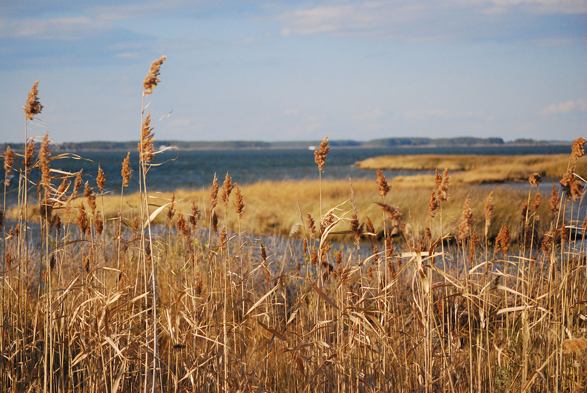 Research Facilitation | [Old] Chesapeake Research Consortium